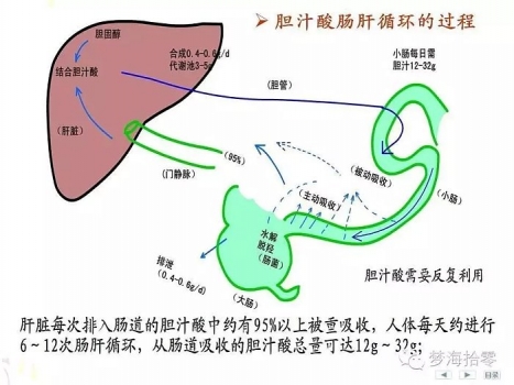 課程講解非營(yíng)養(yǎng)物質(zhì)代謝（膽汁與膽汁酸的代謝）