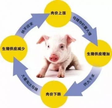 豬友的出欄策略與豬價的關系！