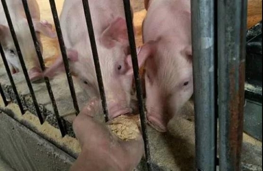 冬季4個小改變，提高飼料利用率