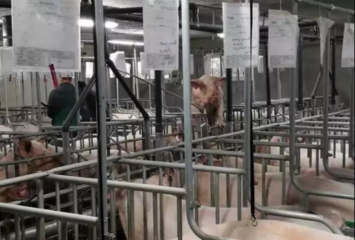 法國豬場參觀筆記