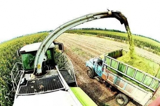 幾種常用青綠飼料的選擇，養豬人一定要知道