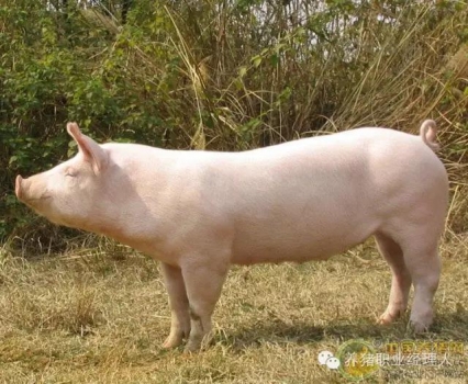 批次生產 | 后備母豬管理全攻略