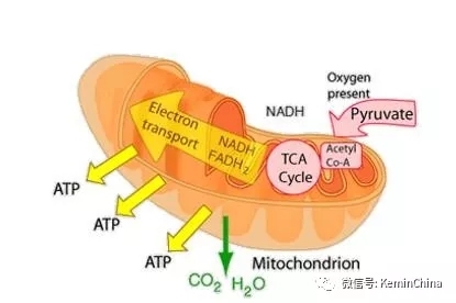苛刻的飼料效率要求下——線粒體的作用
