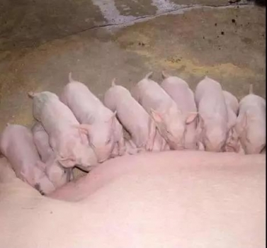 產房仔豬接產精細化管理措施