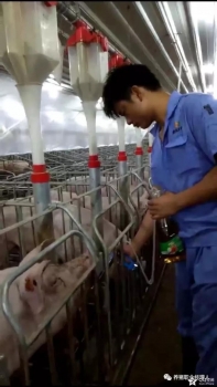 技術控 | 規模養殖場的成本控制標準（南方豬場2016）