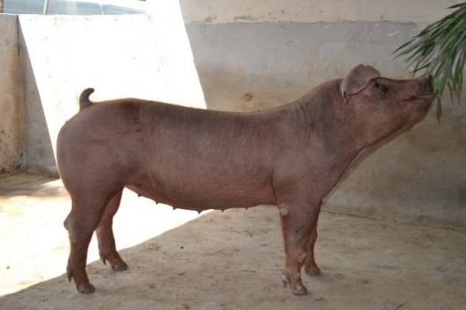 農業部印發《農業行業標準制定和修訂項目資金管理辦法》