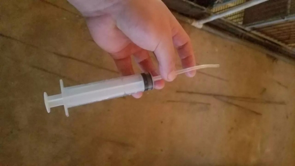 加個引流管，小豬灌奶、灌藥變得如此簡單