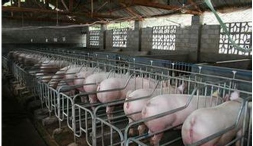 養豬場7種急救措施
