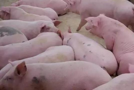 黃膘肉成因、鑒定處理及預防措施