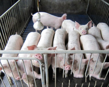 肥豬，口吐白沫，身體抽搐，怎么回事？