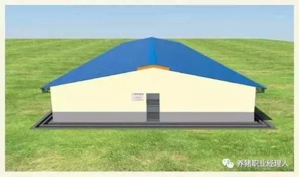 規模豬場后備母豬管理的關鍵點（馴化）