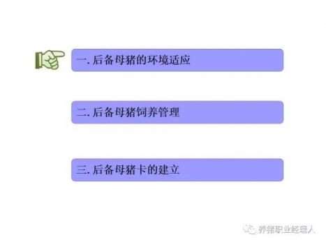 必修課|后備母豬的環境適應程序