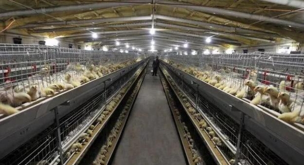 劉偉：節糧蛋雞的優勢及發展前景