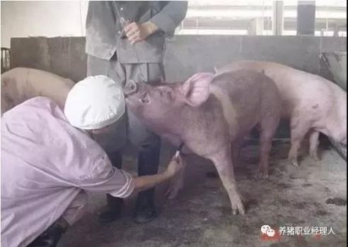 必修課 | 后備母豬的環境適應程序（2）