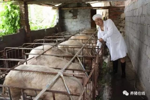 造成母豬死胎增多及難產(chǎn)的原因和預(yù)防