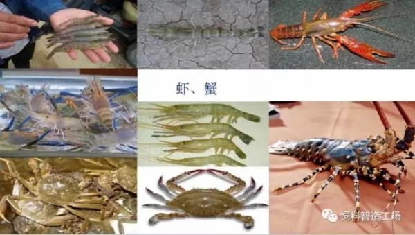 膨化飼料生產技術要點