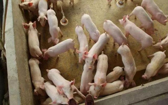 不同日齡仔豬腹瀉大全