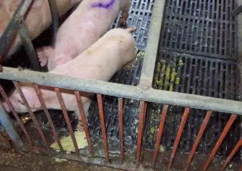 5種防治仔豬腹瀉的飼喂策略