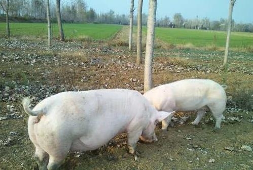 為什么母豬肥了也不好？