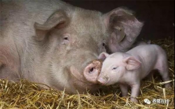 目前母豬普遍存在的問(wèn)題和常見(jiàn)癥狀