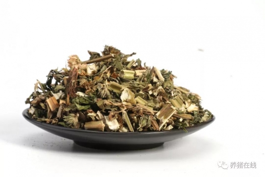 益母草對(duì)母豬的好處有哪些？