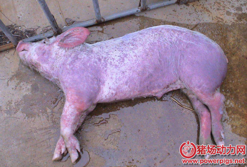 教你幾招豬病的防治措施