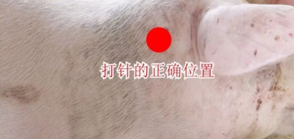 給豬打針，要多注意這4點！