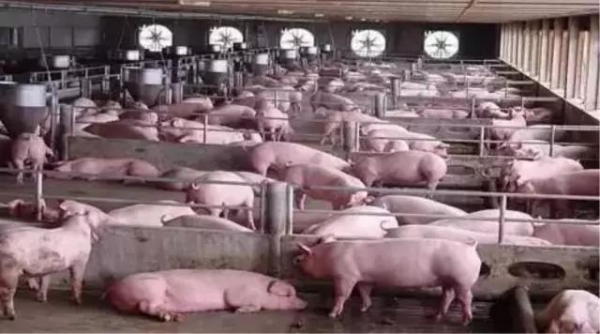 生血補氣對豬場的影響