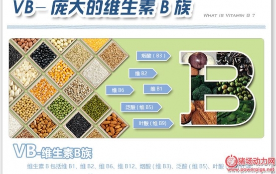 維生素B族在豬場的好處，養豬的人才懂！