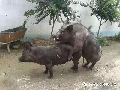 現在的豬為什么越來越難養？