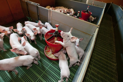 豬病毒性腹瀉防治方案，有效降低養(yǎng)豬戶(hù)損失！