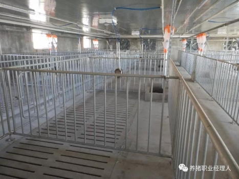 后備母豬飼養及情期管理