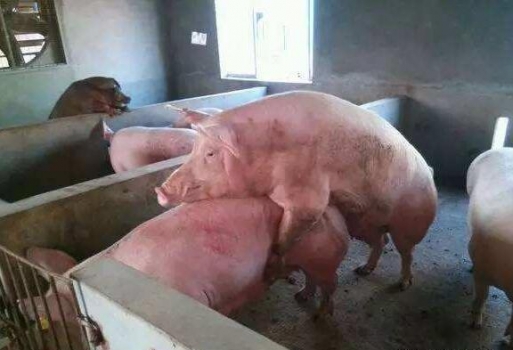 T型二次配種法快速提高大型豬場配種效率