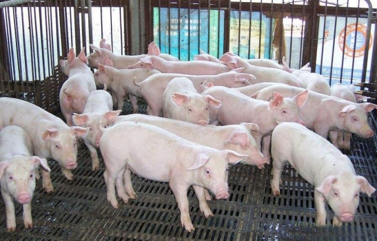 豬場應當如何選擇合適的批次管理？ ----批次規劃10步法解析