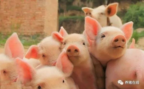 營養才是豬抗病力的物質基礎和根本！