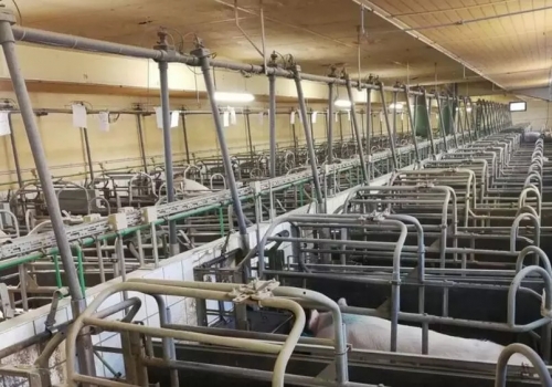 超詳細(xì)德國(guó)豬場(chǎng)實(shí)習(xí)經(jīng)歷：經(jīng)營(yíng)33年、PSY超28如何做到？