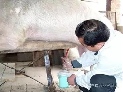 必修課 | 公豬精液質(zhì)量?jī)?yōu)劣關(guān)系到豬場(chǎng)的根本