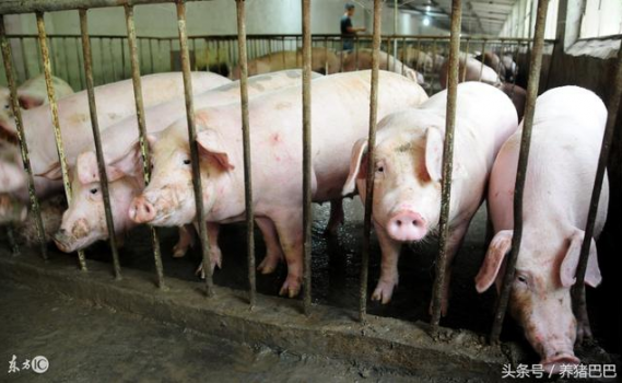 豬轉(zhuǎn)欄排糞地點(diǎn)的小技巧