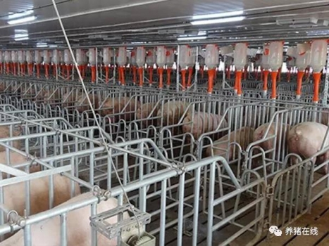 產(chǎn)房仔豬如何調(diào)欄和寄養(yǎng)