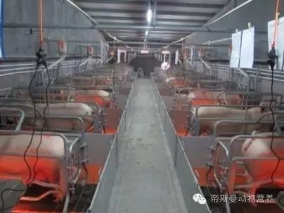 規(guī)模化豬場(chǎng)產(chǎn)房的日常管理與操作流程（上）