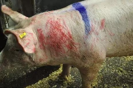 提高豬場(chǎng)效益，減少混群“打架”的管理和育種策略