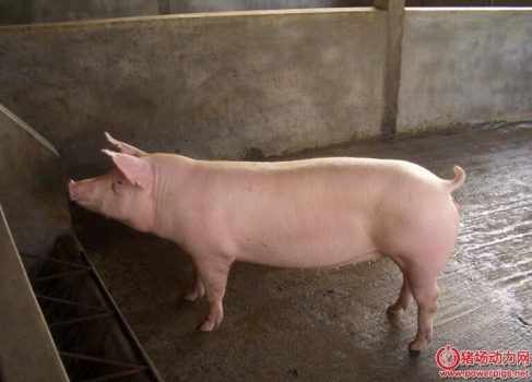 分娩舍通風系統的設計要素