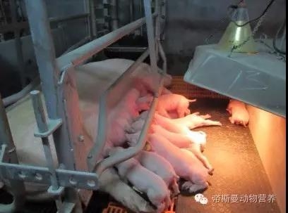 技術(shù)控 | 規(guī)模化豬場(chǎng)產(chǎn)房的日常管理與操作流程（下）