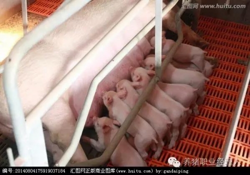 規(guī)模豬場(chǎng)保溫箱的使用和仔豬寄養(yǎng)原則