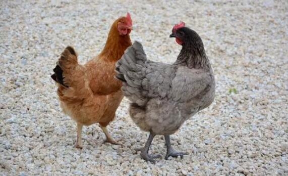 張嵩：家禽飼料企業與養殖企業在營養認識上是否一致？