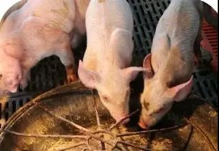 針對(duì)目前規(guī)模化豬場(chǎng)一些影響PSY與MSY因素的剖析系列之二