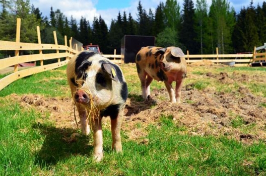 農業部公布畜禽糞污土地承載力測算方法