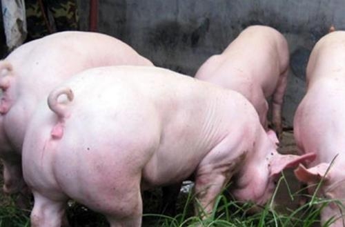 用雞蛋喂豬到底值不值？