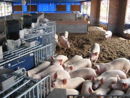 中小型豬場(chǎng)批次管理規(guī)劃10步法解析