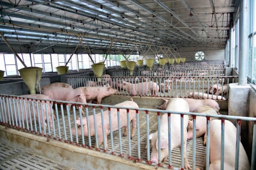 新希望再擬投32億養豬 生豬產能布局已逾1000萬頭